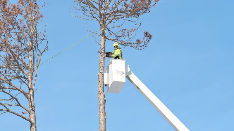 Fall Tree Protection