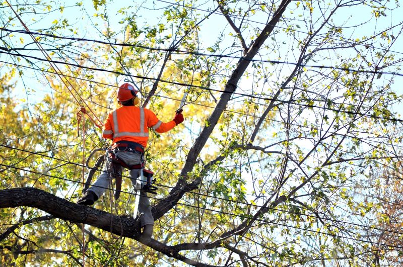 Arborist Spraying