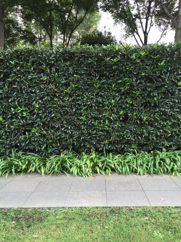 Hedge Landscaping in Ventura County, CA