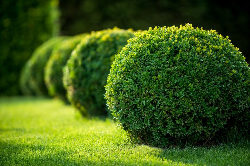 Hedge Planting in Honolulu, HI