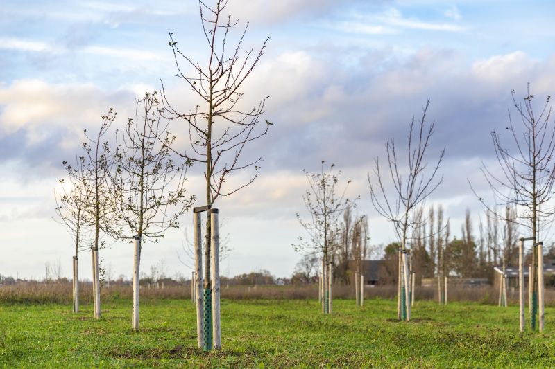 Ornamental Tree Planting in Honolulu, HI