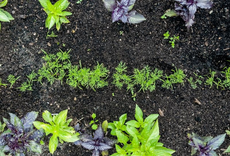 Perennials Planting in Ventura County, CA