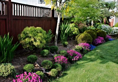 Privacy Hedge Planting in Ventura County, CA