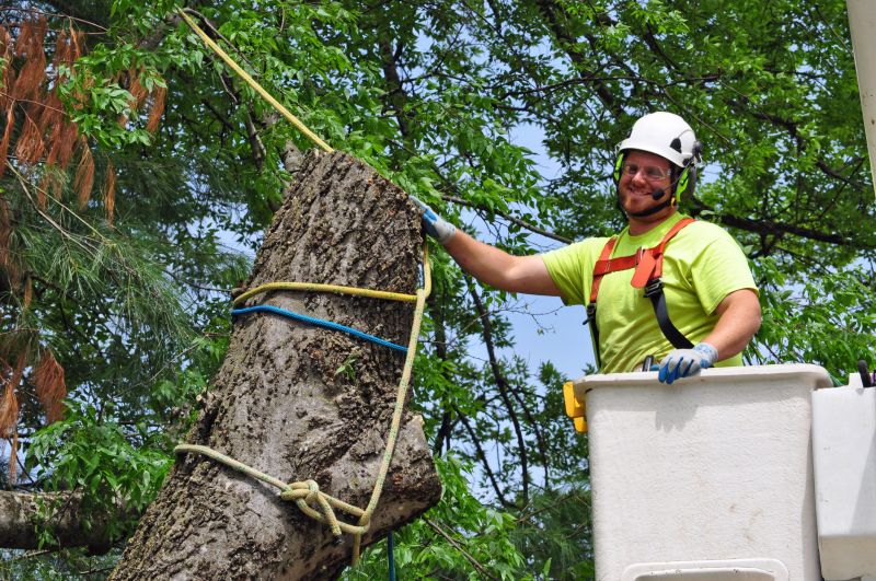 Tree Cabling Service in Reno, NV