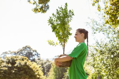 Tree Installation Service in Ventura County, CA